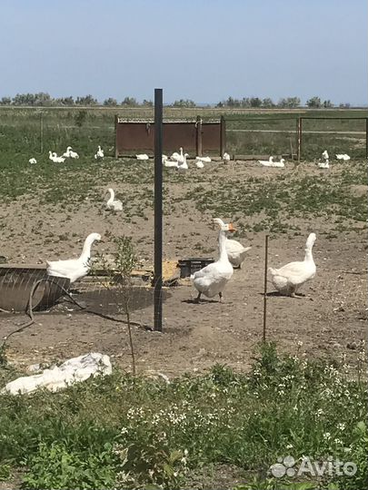 Гусята суточные,гуси на племя,мясо гуся