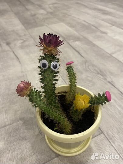 Кактусы и суккуленты