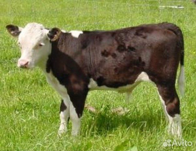 Бычки с доставкой