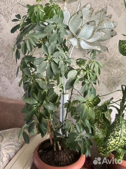 Диффенбахия