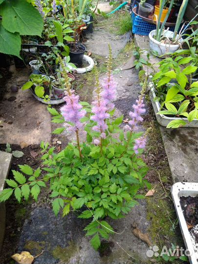 Вейгелла, садовый жасмин, астильба