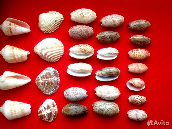 Два набора морских ракушек
