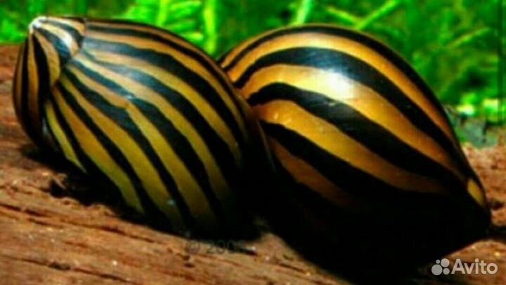 Пресноводные моллюски(1)