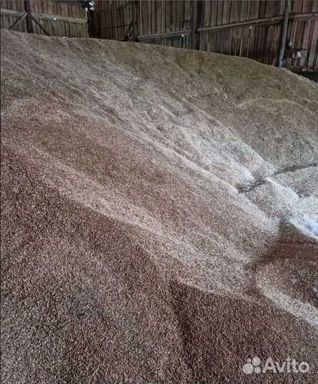 Фуражный горох, Рожь озимая на корм/посев