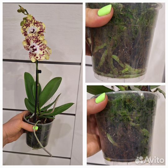 Орхидея фаленопсис Биг Лип Спанч Боб