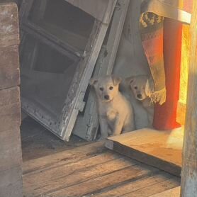 Щенки в добрые руки