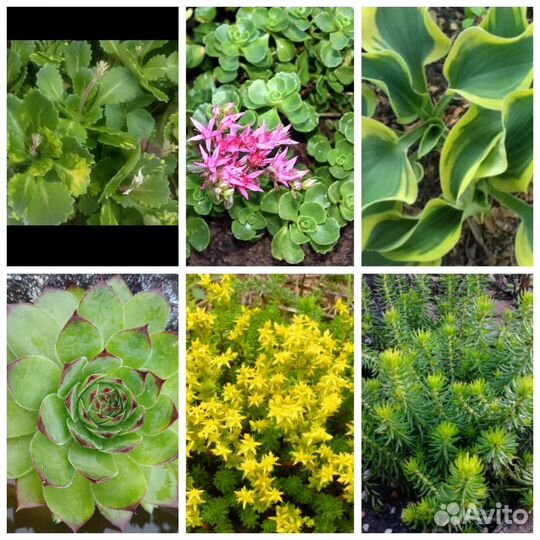 Набор для альпийской горки