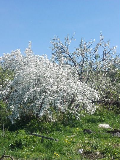 Участок 5 сот. (СНТ, ДНП)