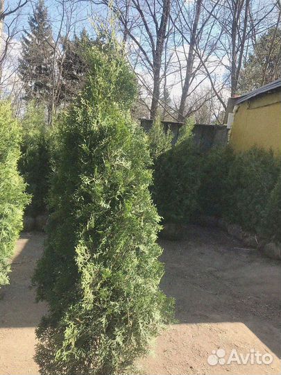 Туя брабант экстра