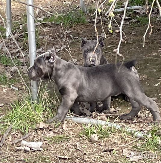 Щенки кане корсо