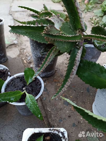 Каланхоэ лечебное