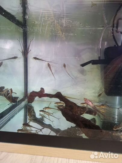 Стурисома панамская