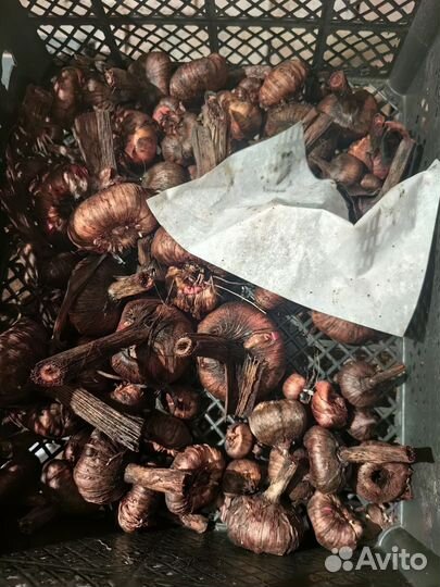 Гладиолусы луковицы