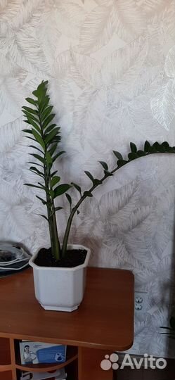 Замиокулькас