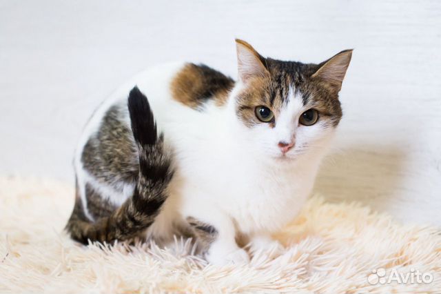 Кошка Лиза в добрые руки