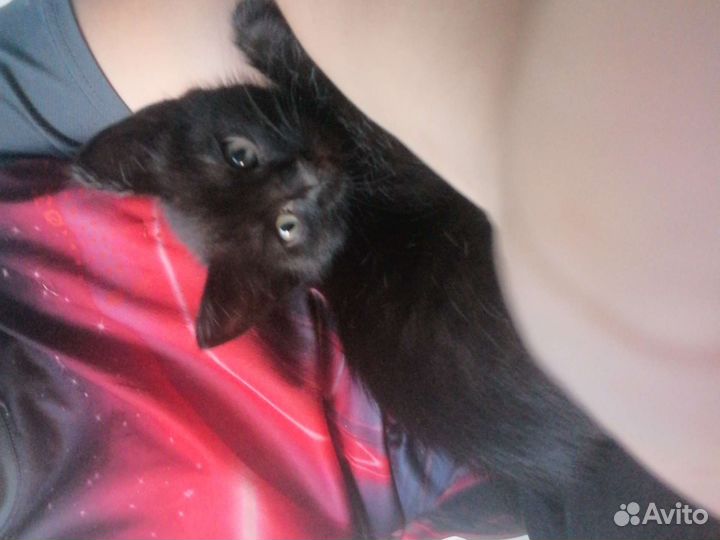 Кошка в дар бесплатно