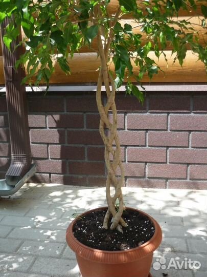 Фикус бенжамина Даниэль, плетеный ствол