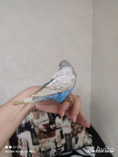 Волнистые попугаи чехи