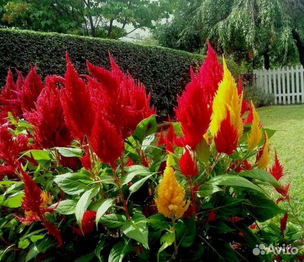 Рассада цветов Эустома Петуния Биденс