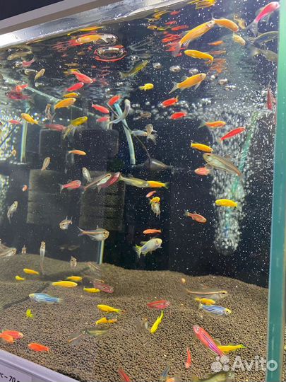 Аквариумные рыбки