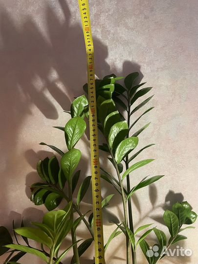 Замиокулькас