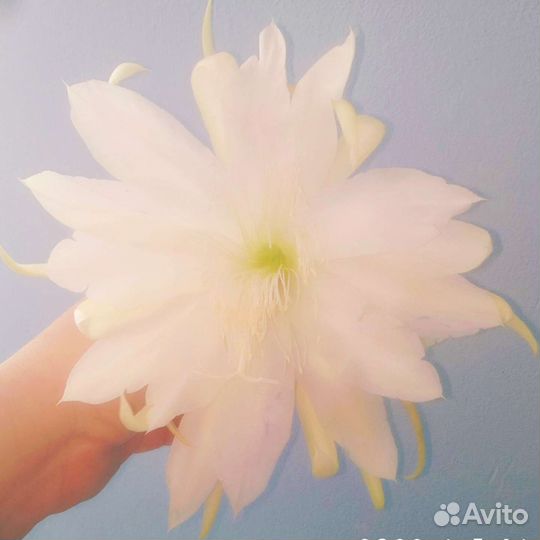 Эпифиллумы сортовые