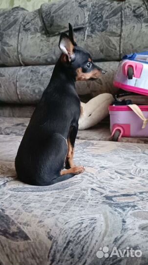 Мини той-терьер щенки