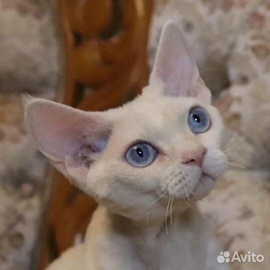 Кот девон-рекс