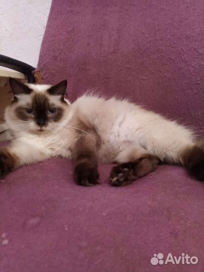 Невская маскарадная