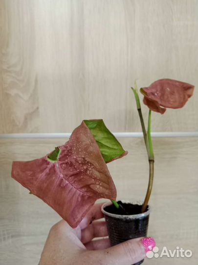 Сингониумы сортовые часть 3