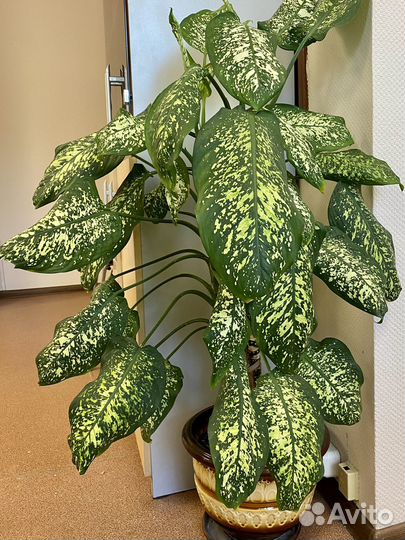 Диффенбахия