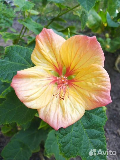 Абутилон нб-Солнечное сияние