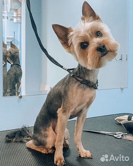 Грумминг собак и кошек