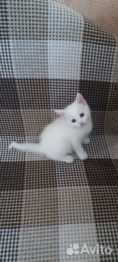 Подарю котят