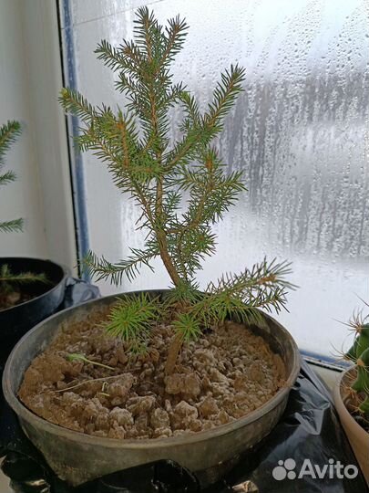 Ель новогодняя в горшке
