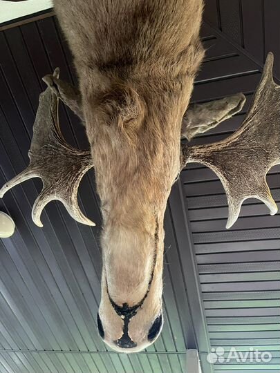 Чучело головы лося