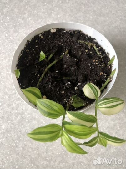 Домашние цветочки