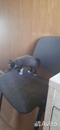 Кот в добрые руки