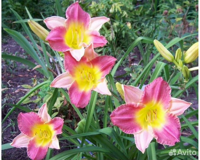 Лилейник Mayah Touch