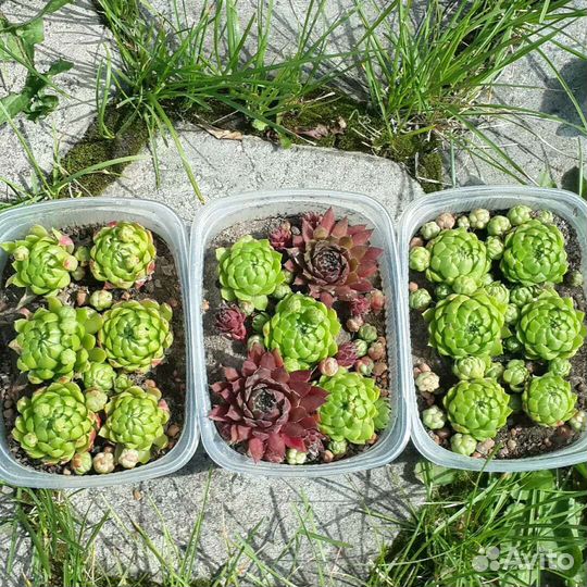 Молодило. Каменная роза