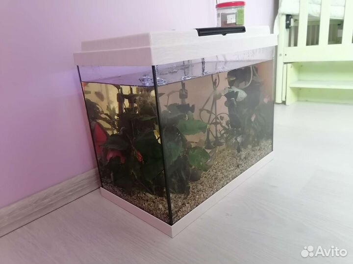 Аквариум с рыбками