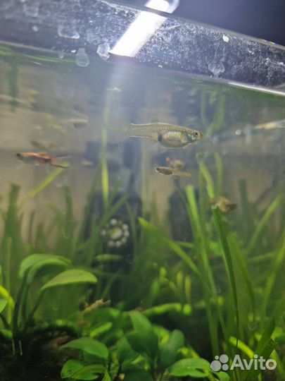 Гуппи эндлера