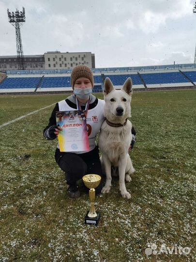 Дрессировка с профессиональным кинологом/хендлер