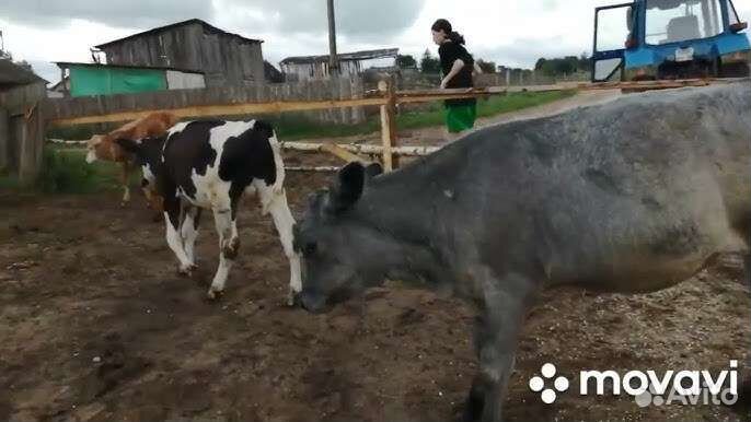 Телята бычки