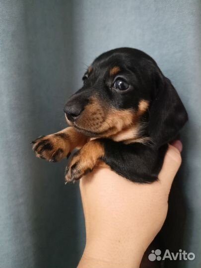 Карликовая такса