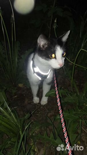 Шлейка прогулочная для маленьких собак/кошек