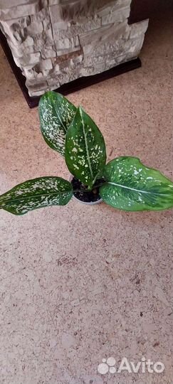 Аглаонема First Diamond (ферст даймонд)