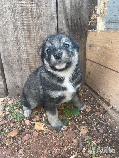 Чистокровные щенки алабая