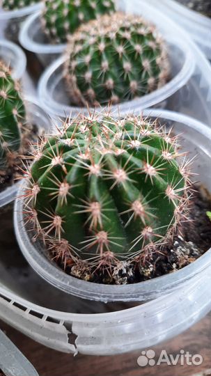 Кактусы и суккуленты