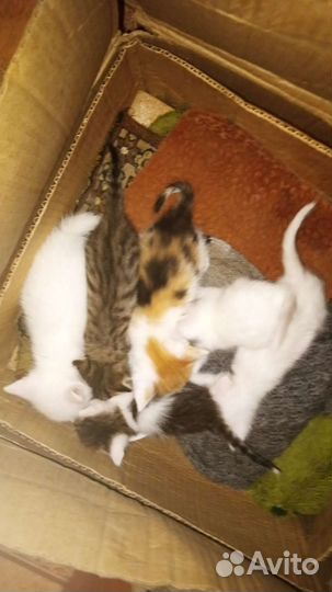 Котятки в дар бесплатно